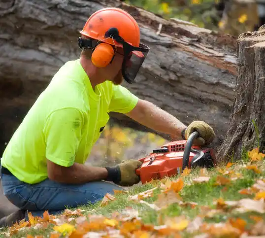 tree services Biltmore Forest